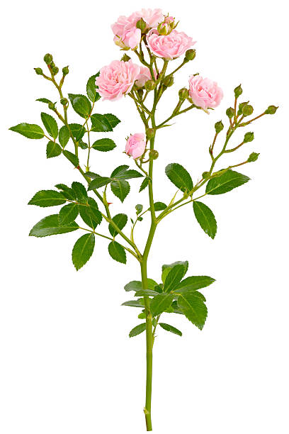 istock Branch with bud blossoming rose flower isolated 608480102