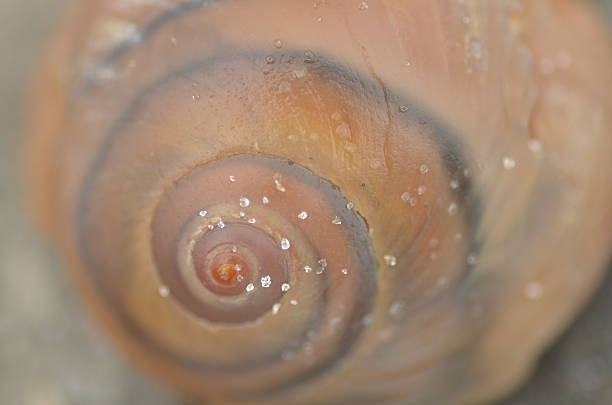 istock Shark Eye shell spiral with salty sand  stuck to it 608480560