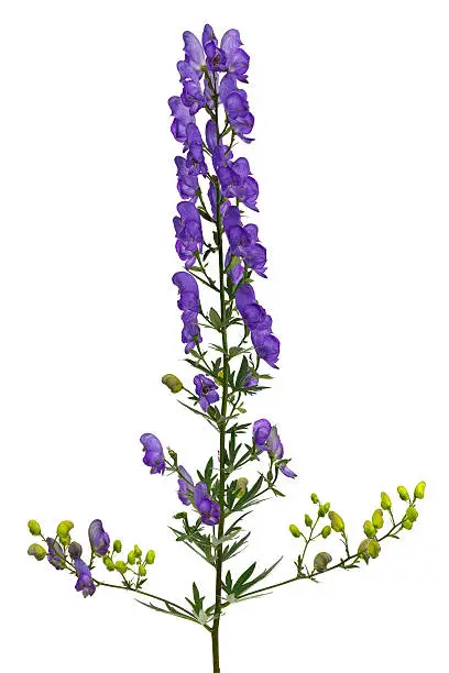 Bright flower Aconitum, photographed close-up. Isolated on white background.