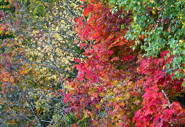 istock Autumn forest foliage bright colorful background 608481666
