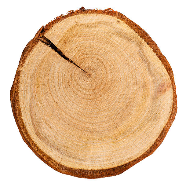 istock cross section of plum tree trunk isolated 608488250