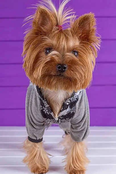 Photo of Yorkshire Terrier in overall staying on purple background