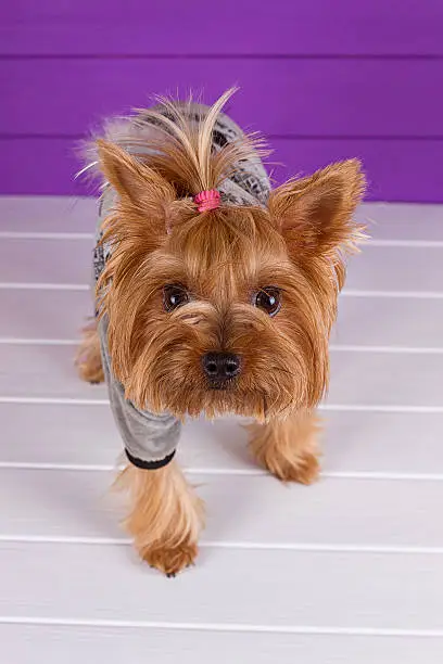 Photo of Yorkshire Terrier in overall staying on purple background