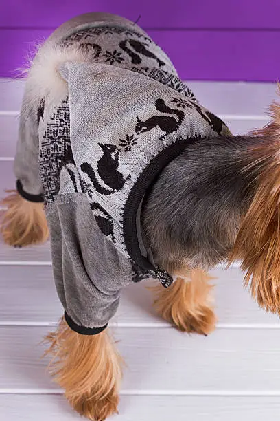 Photo of Yorkshire Terrier in overall staying on purple background