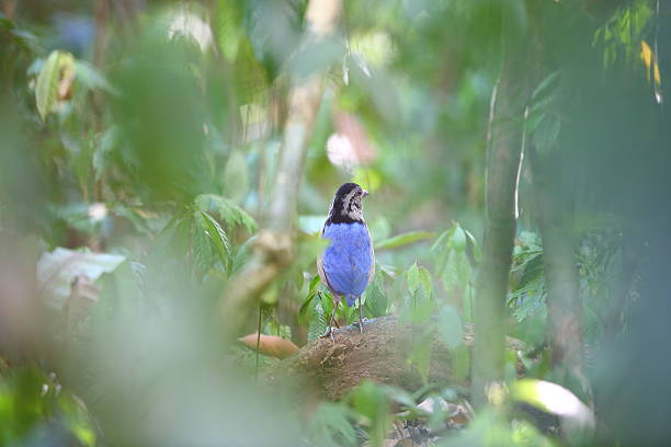istock Giant pitta (Hydrornis caeruleus) male in Borneo 608505960