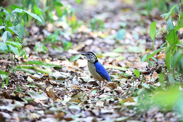 istock Giant pitta (Hydrornis caeruleus) male in Borneo 608506116