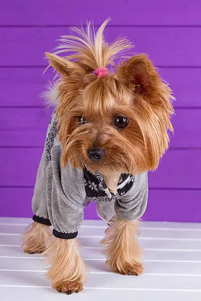 Photo of Yorkshire Terrier in overall staying on purple background