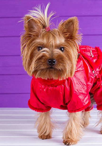istock One Yorkshire Terrier in red overalls 608506712