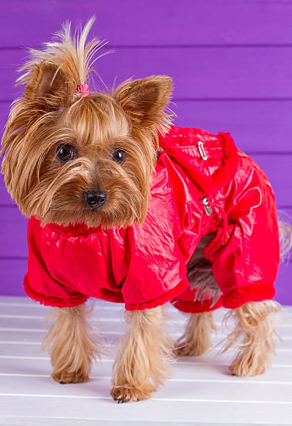 istock One Yorkshire Terrier in red overalls 608507110