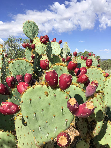 istock Blue Skies and Prickly Pear Cactus 608507992