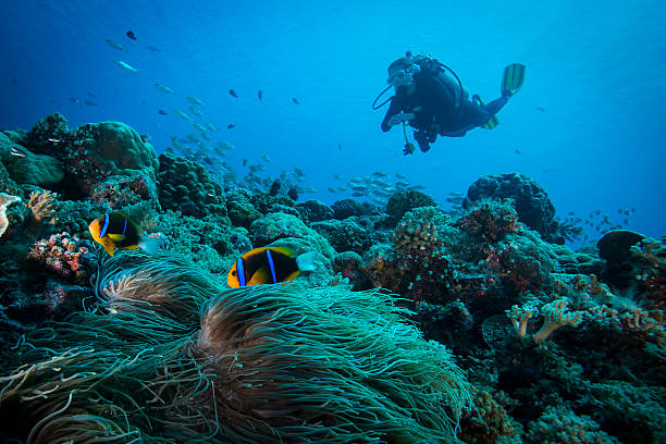 pez anémona de clark y buzo - palau - buceo con equipo fotografías e imágenes de stock