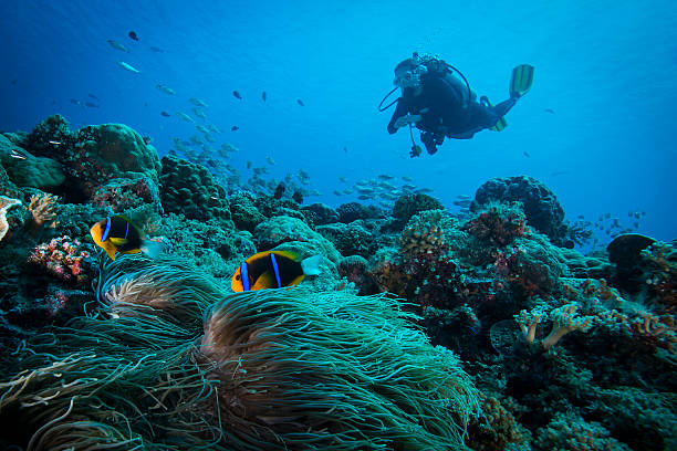 clark's anemonefish and diver - palau - underwater diving scuba diving underwater reef imagens e fotografias de stock