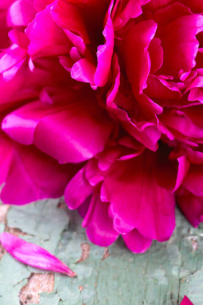 istock colorful peonies on old wooden surface 608508898