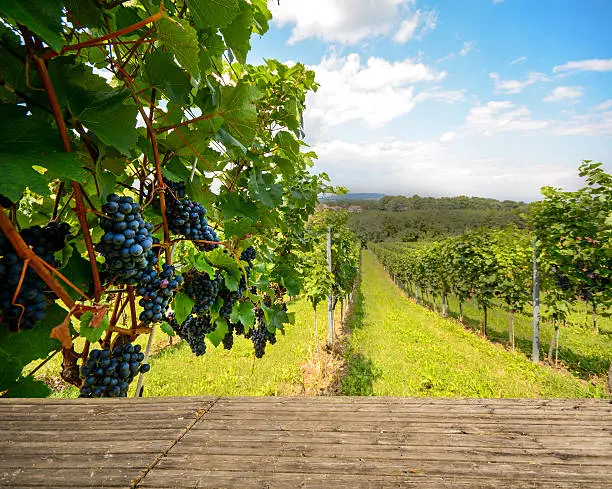 Photo of Wooden bench in vineyard with red wine grapes