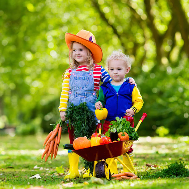 istock Kids siblings picking vegetables on organic bio farm 608510194