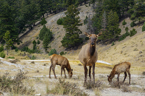 istock Elk in Yellowstone National Park, Wyoming 608514098