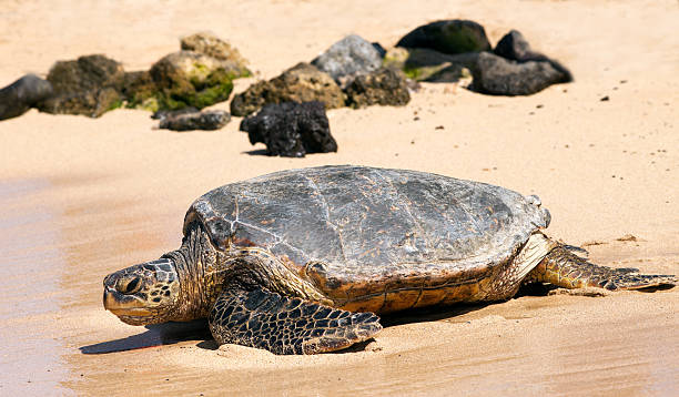Turtle on a beach Turtle on a beach green turtle stock pictures, royalty-free photos & images