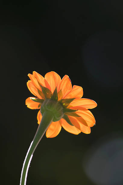istock Orange zinnia with yellow center on a soft green background 608515904