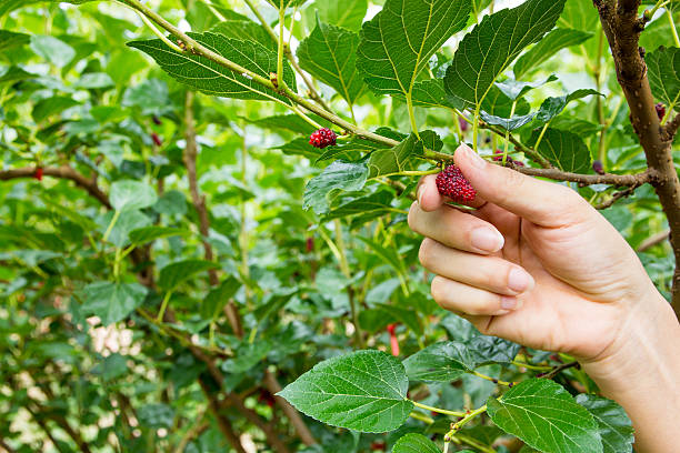 istock red unripe mulberries on the branc 608518978