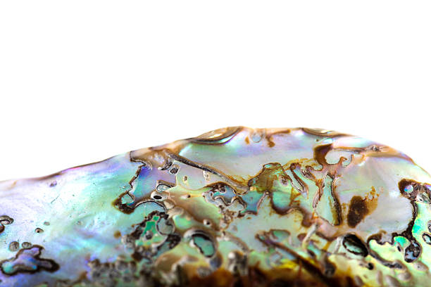istock Shining mother of pearl on white background 608519252