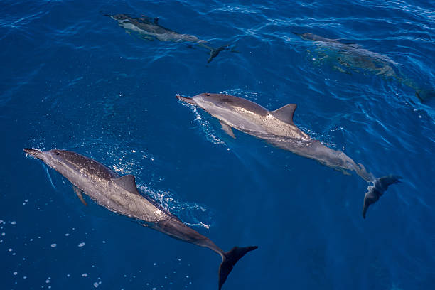 istock surfacing and submerged, hawaiin spinner dolphins 608519320
