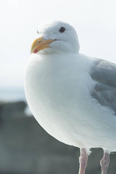 istock Portrait of a Seagull 608519322