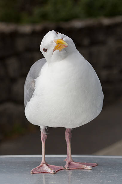 Portrait of a Seagull stock photo
