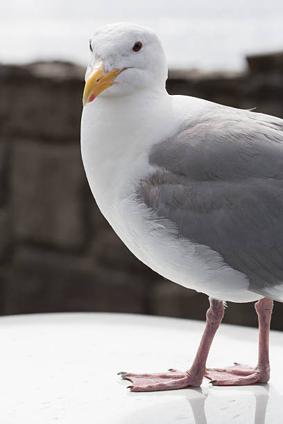 Portrait of a Seagull stock photo