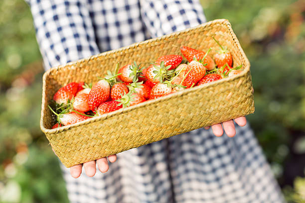 greenhouse fresh strawberries, in a bamboo basket, in the palm