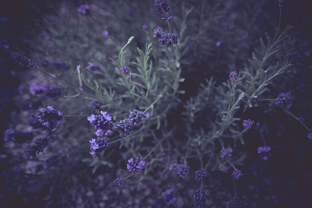 Dark Moody Lavender stock photo