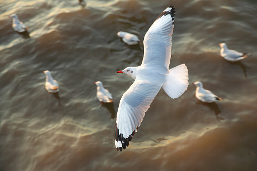 High quality stock photo for a seagull in flight in Pacifica, California.