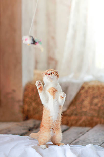 istock cute orenge kitten playing with a toy 608527562