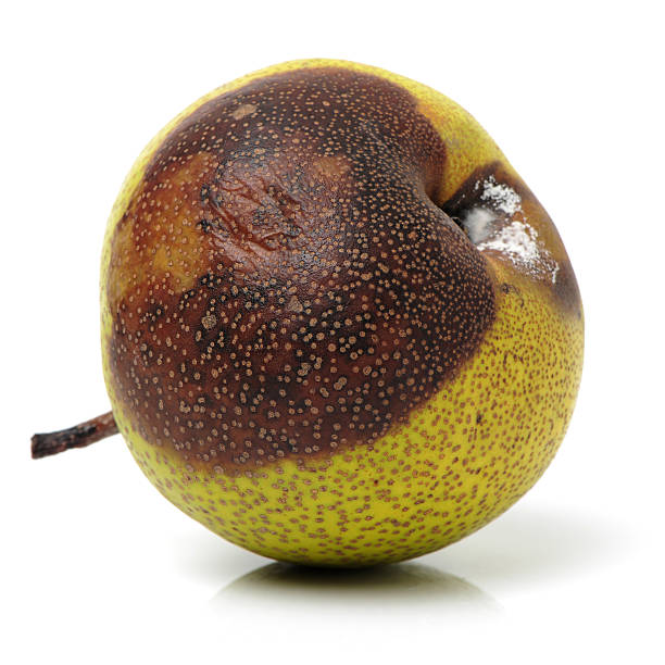 sick disgusting rotten pear with mold sick disgusting rotten pear with mold isolated on a white background bruised fruit stock pictures, royalty-free photos & images
