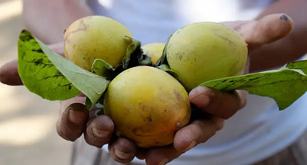 Photo of persimmon fruit, Vietnam agricultural product