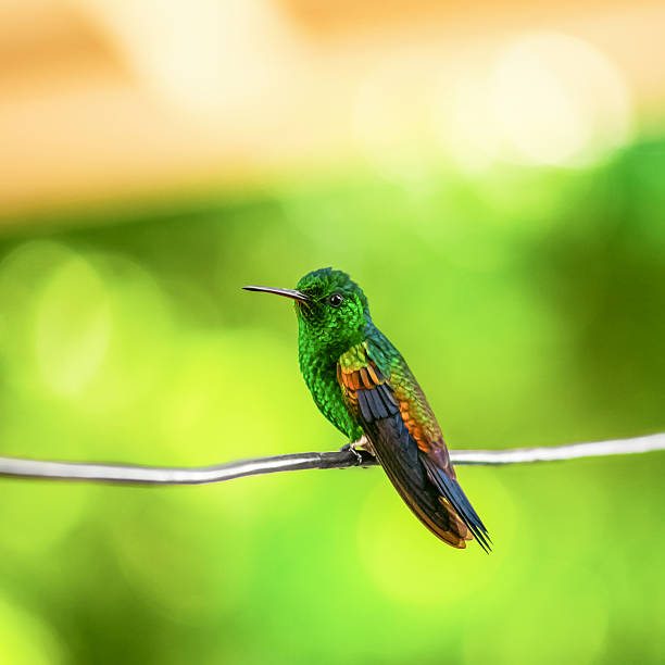 istock Humming bird resting on a wire Trinidad and Tobago 608538002