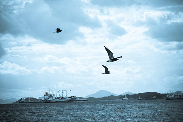 A view of seagulls flying of the sea near by Pusan in Korea