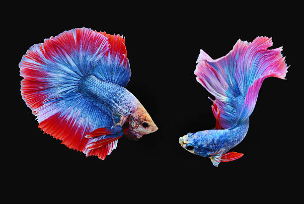 istock Siamese Fighting Fishes (Half moon) 608540292