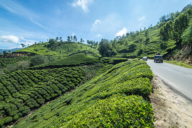 istock beautiful view of the tea plantations 608542116