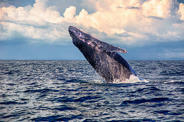istock Baby Humpback Whale jump 608542456