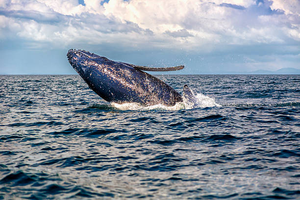 Baby Humpback Whale side jump Baby Humpback Whale jumping on its side in the shore of Contadora Island isla contadora stock pictures, royalty-free photos & images