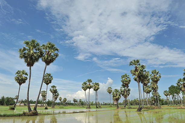 istock sugar palm in green field 608542782