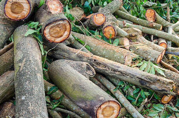 istock pile of wood 608547958