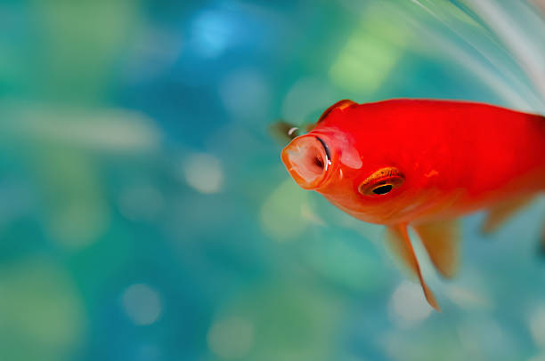 istock Closeup goldfish macro bright red orange colour mouth open 608548100