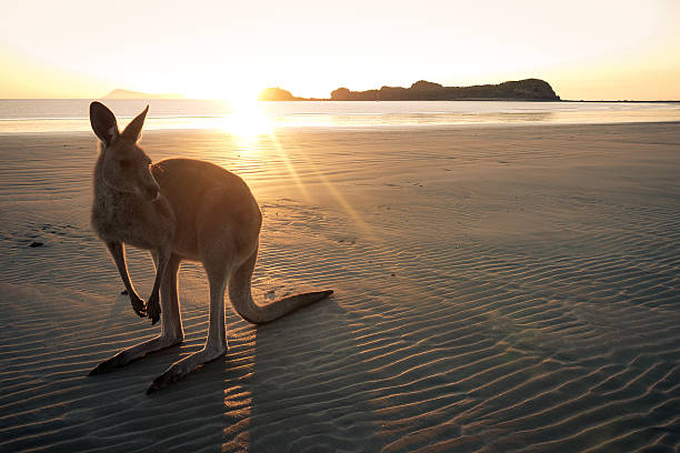 Good morning Australia Wallaby on a beach of Cape Hillsborough at sunrise, Queensland in Australia mackay stock pictures, royalty-free photos & images