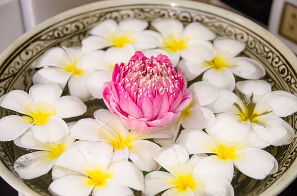 분홍색 연꽃으로 물 위에 있는 플루메리아 스파 꽃 - relaxation bali spa treatment frangipani 뉴스 사진 이미지