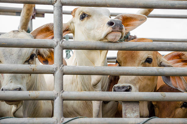 vache sur cage de camion - slaughterhouse photos et images de collection