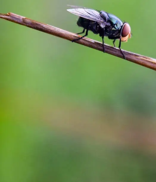Photo of fly on dry grass