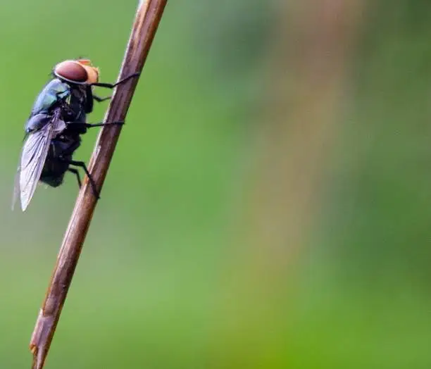 Photo of fly on dry grass