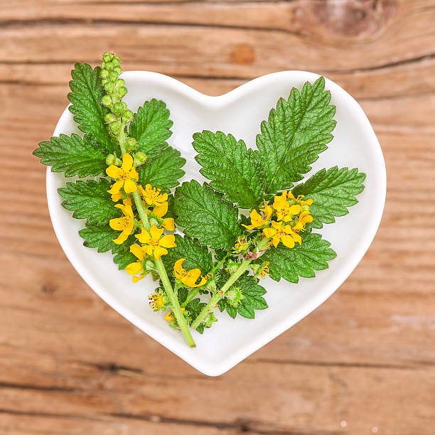 istock Homeopathy and cooking with agrimony 608557996