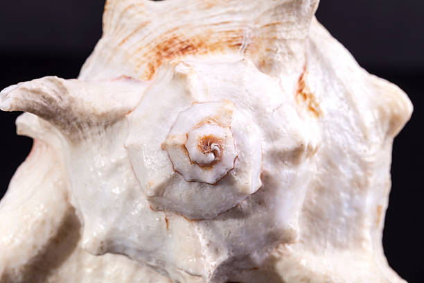istock Single sea shell of marine snail on white background 608558946